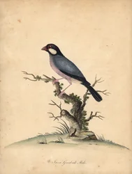 Moineau de Java, Lonchura oryzivora. Vulnérable. (Gros-bec de Java, Loxea oryxivora) Gravure à la main en couleur d
