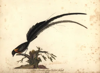 Veuve de paradis à longue queue, Vidua paradisaea, mâle. (Pinson à longue queue et à poitrine rouge, Emberiza paradisaea) Illustration de William Hayes tirée de Portraits of Rare and Curious Birds from the Menagery of Osterly Park, Lo