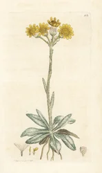 Séneçon des montagnes, Tephroseris integrifolia. Gravure à la main par James Sowerby de l
