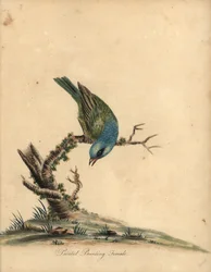 Passerin nonpareil, Passerina ciris, femelle. Gravure à la main d