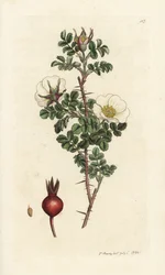 Rosier épineux, Rosa spinosissima