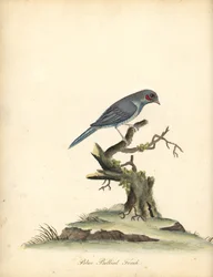 Cordonbleu à joues rouges, Uraeginthus bengalus. (Pinson à ventre bleu, Fringilla benghalus.) Gravure à la main en couleur d