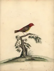 Bengali rouge. Gravure à la main d