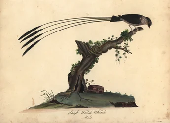 Veuve royale, Vidua regia. (Veuve royale, Emberiza regia) Gravure sur cuivre coloriée à la main d