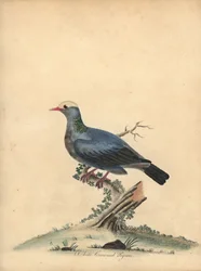 Pigeon à couronne blanche. Gravure à la main d