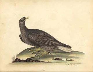 Pygargue à queue blanche, Haliaeetus albicilla (Erne, Aquila albicilla). Gravure à la main en couleur d