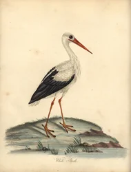 Cigogne blanche, Ciconia ciconia. Gravure à la main d
