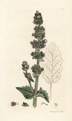 Sauge sauvage anglaise, Salvia verbenaca