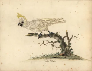 Cacatoès à huppe jaune, Cacatua sulphurea. En danger critique d