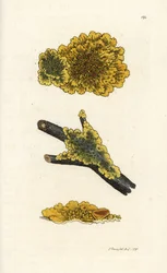 Lichen mural jaune, Lichen parietinus. Gravure à la main en cuivre par James Sowerby de 