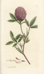 Trèfle zigzag, Trifolium medium