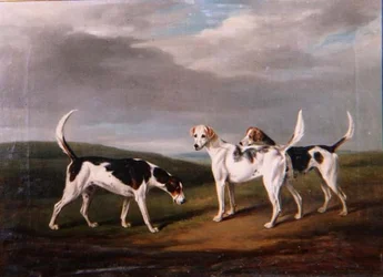 Chiens de chasse dans un paysage
