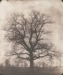 Un chêne en hiver, c.1892-93