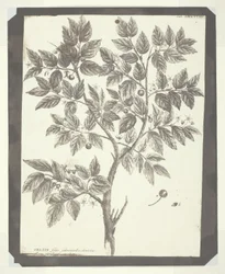Copie de gravure botanique de "Celtis"