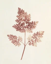 Frondes de Feuilles, 1843