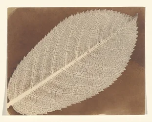 [Feuille]