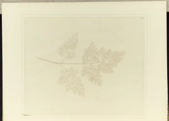 Feuille d