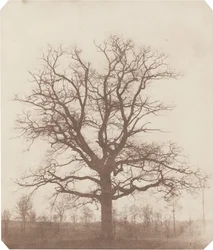 Chêne