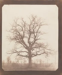 Chêne en hiver