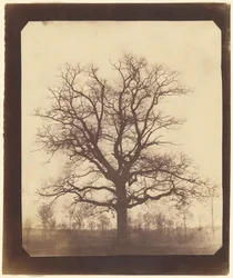Chêne en hiver