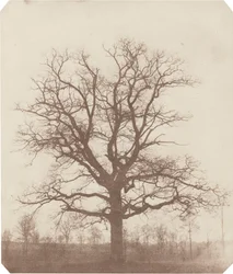 Chêne, milieu des années 1840 (photo)