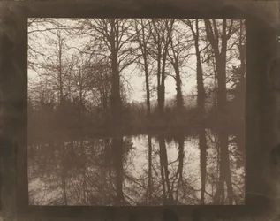 Arbres et reflets