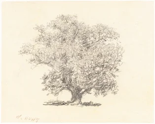 Un arbre en pleine feuille