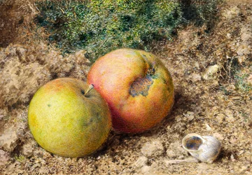 Nature morte avec deux pommes et une coquille d