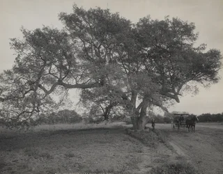 Bosquet de chênes près de Pasadena, Californie