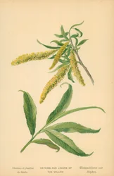 Chatons et feuilles de saule