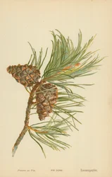 Pomme de pin