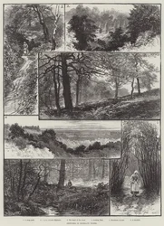 Croquis dans les bois de Highgate