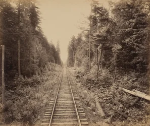 Forêt de la Ciguë, c. 1895 (photo)