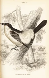 Souimanga à dos noir, Dryoscopus cubla