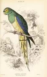 Perruche à ailes bleues, Neophema chrysostoma