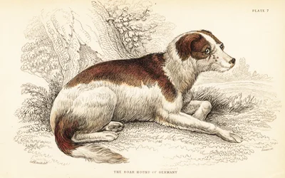 Chien sanglier d