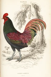Coq bronzé de Sumatra, Gallus aeneus