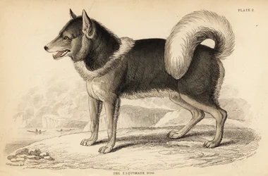 Chien esquimau canadien ou qimmiq, Canis lupus familiaris