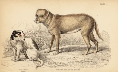 Chien porteur des Indiens ou Techichi du Mexique, ancêtre du chihuahua, Canis lupus familiaris, et un jeune chien Alco, Yzi-cuinte potzotli au Mexique, Canis lupus familiaris (Canis alco)