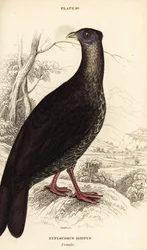 Lophophore à huppe ignée, Lophura ignita, femelle (coq de Macartney, Euplocomus ignitus)