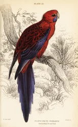 Rosella écarlate, Platycercus elegans