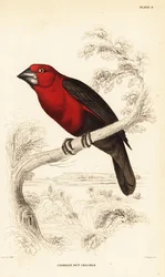 Casseur de graines cramoisi, Pyrenestes sanguineus sanguineus (Casseur de noix cramoisi, Pirenestes sanguineus)