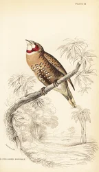 Diamant à bavette, Amadina fasciata