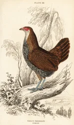 Poule de Sonnerat ou poule de jungle grise, Gallus sonneratii (Gallus sonnerati)