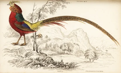 Faisan doré ou faisan chinois, Chrysolophus pictus (Phasianus pictus)