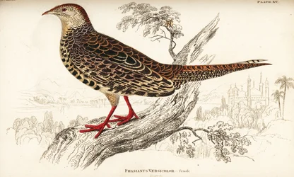 Faisan versicolore ou faisan vert japonais, femelle, Phasianus versicolor