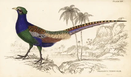 Faisan vert ou faisan vert japonais, mâle, Phasianus versicolor