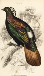 Monal de l