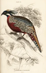 Faisan koklass, Pucrasia macrolopha