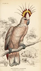Cacatoès de Major Mitchell, Lophochroa leadbeateri
